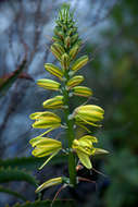 Image of Albuca