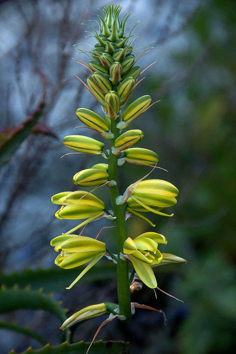 Image of Albuca