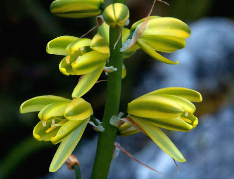 Image of Albuca