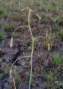 Image of Drimia macrantha (Baker) Baker