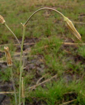 Image of Drimia macrantha (Baker) Baker