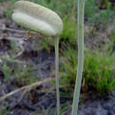 Image of Drimia macrantha (Baker) Baker