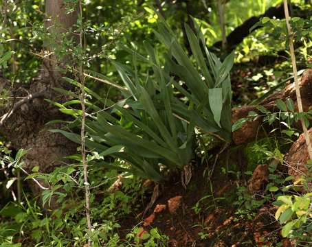 Image of Tall white squill