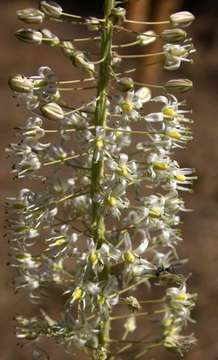 Image of Tall white squill