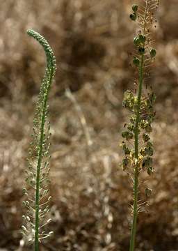 Image of Tall white squill