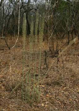 Image of Tall white squill