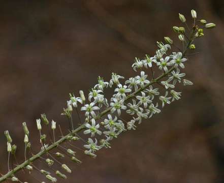 Image of Tall white squill