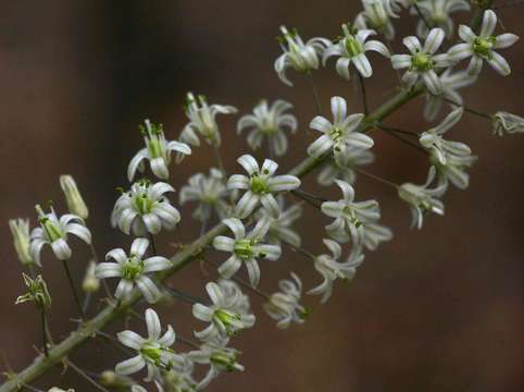 Image of Tall white squill