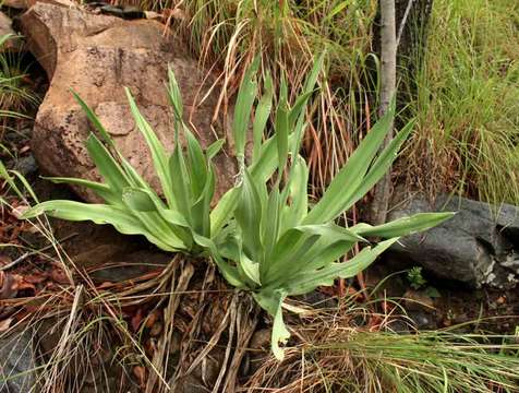 Image of Tall white squill