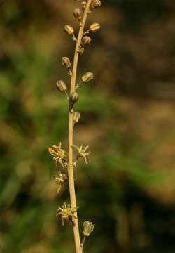 Image of Drimia multisetosa (Baker) Jessop