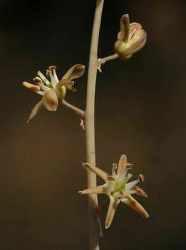 Image of Drimia multisetosa (Baker) Jessop
