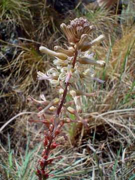 Image of Satin squill