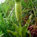 Sivun Eucomis autumnalis (Mill.) Chitt. kuva