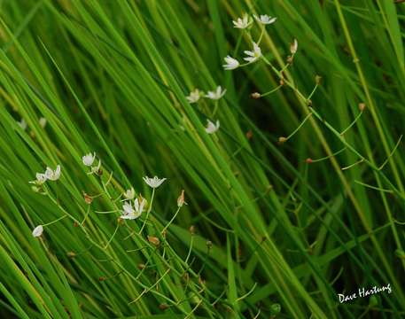 Image of Ornithogalum flexuosum (Thunb.) U. Müll.-Doblies & D. Müll.-Doblies