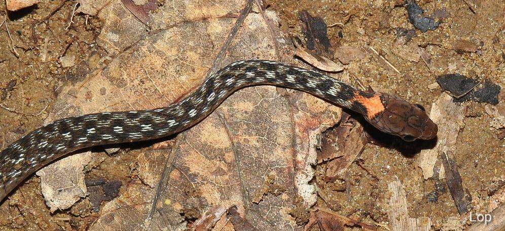 Image of Orange-collared Keelback