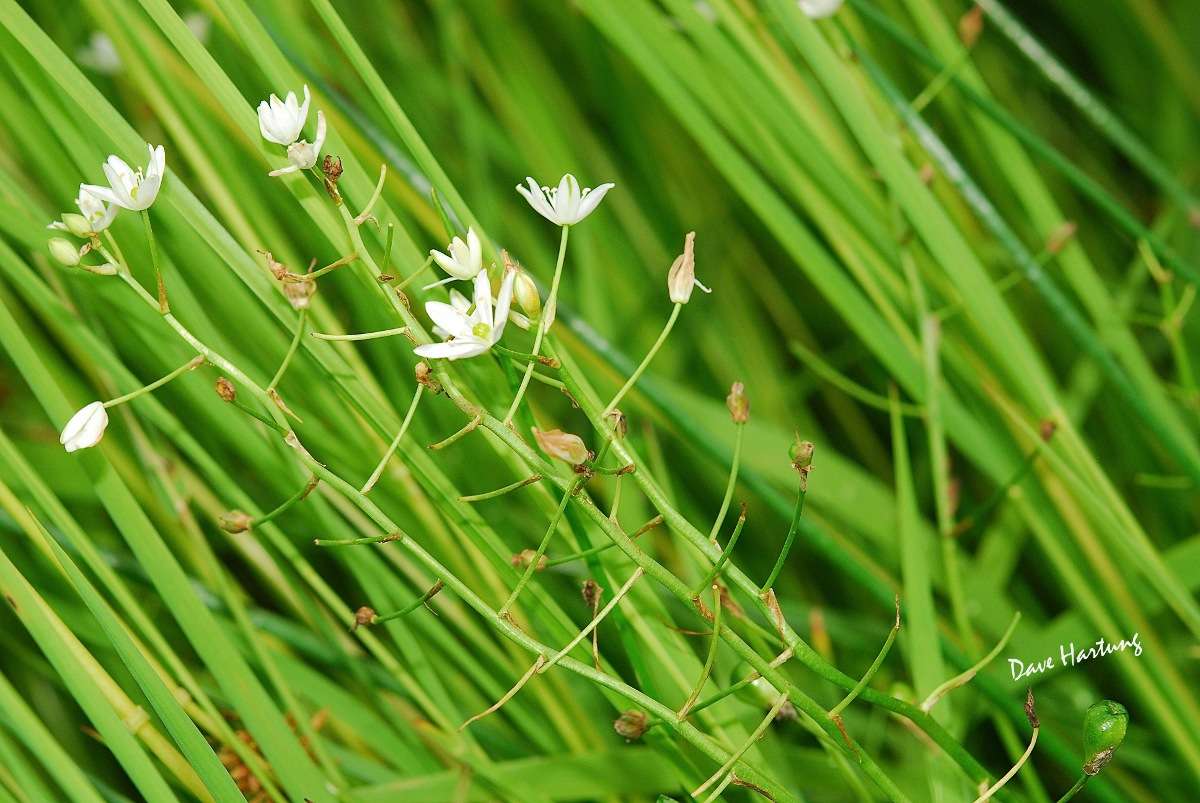 Image of Ornithogalum flexuosum (Thunb.) U. Müll.-Doblies & D. Müll.-Doblies