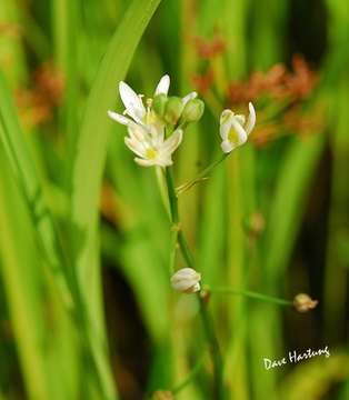 Image de Ornithogalum flexuosum (Thunb.) U. Müll.-Doblies & D. Müll.-Doblies