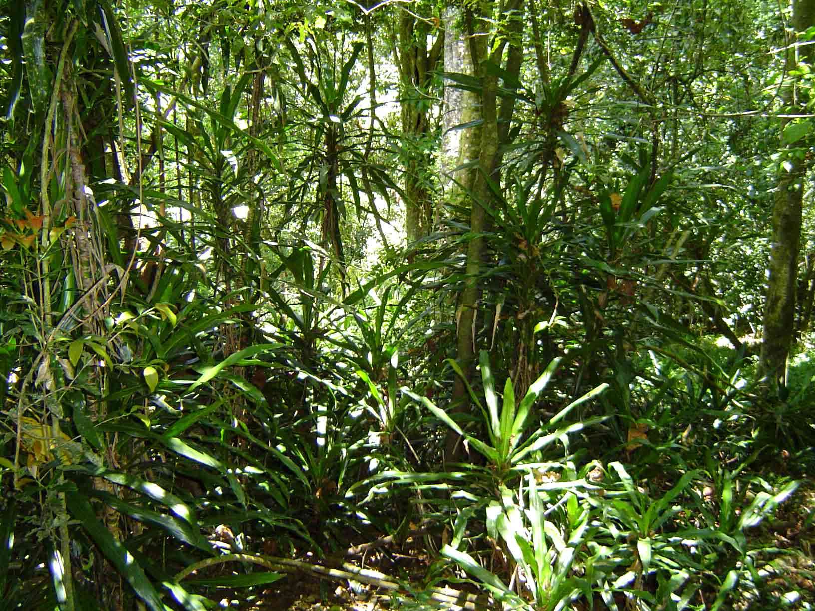 Image of Dragon trees