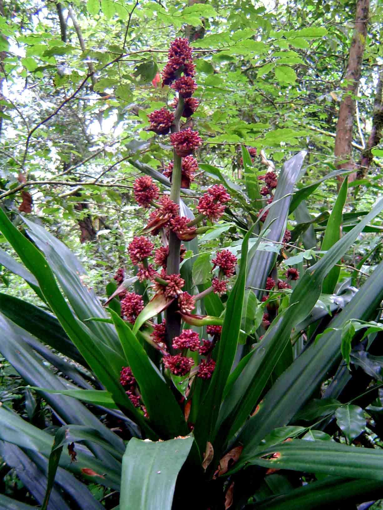 Image of Dragon trees