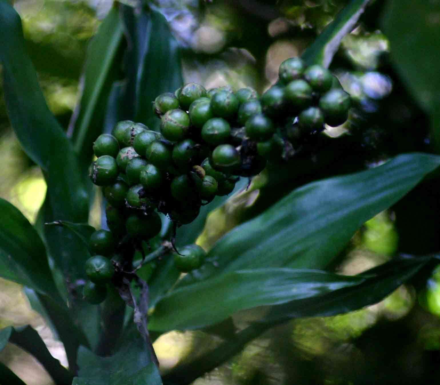 Image de Dracaena