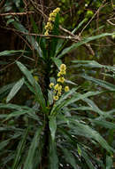 Image de Dracaena