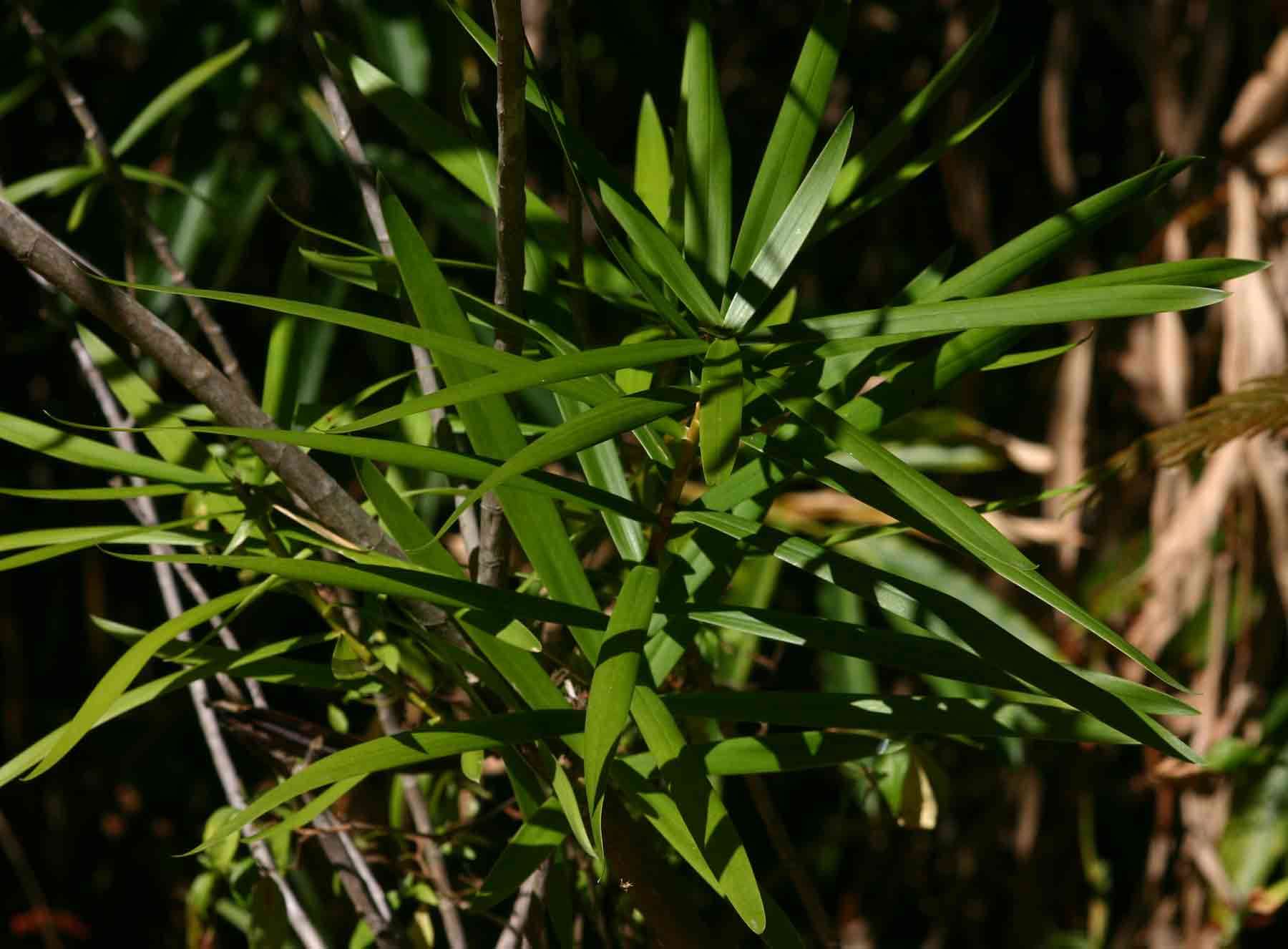 Image de Dracaena