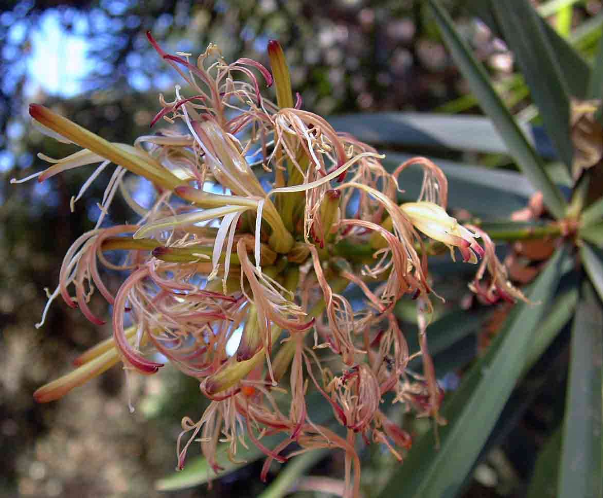 Image of Dragon trees