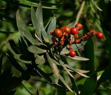 Image of Dragon trees