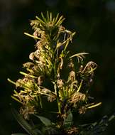 Image of Dragon trees