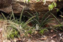 Image de Sansevieria aethiopica Thunb.