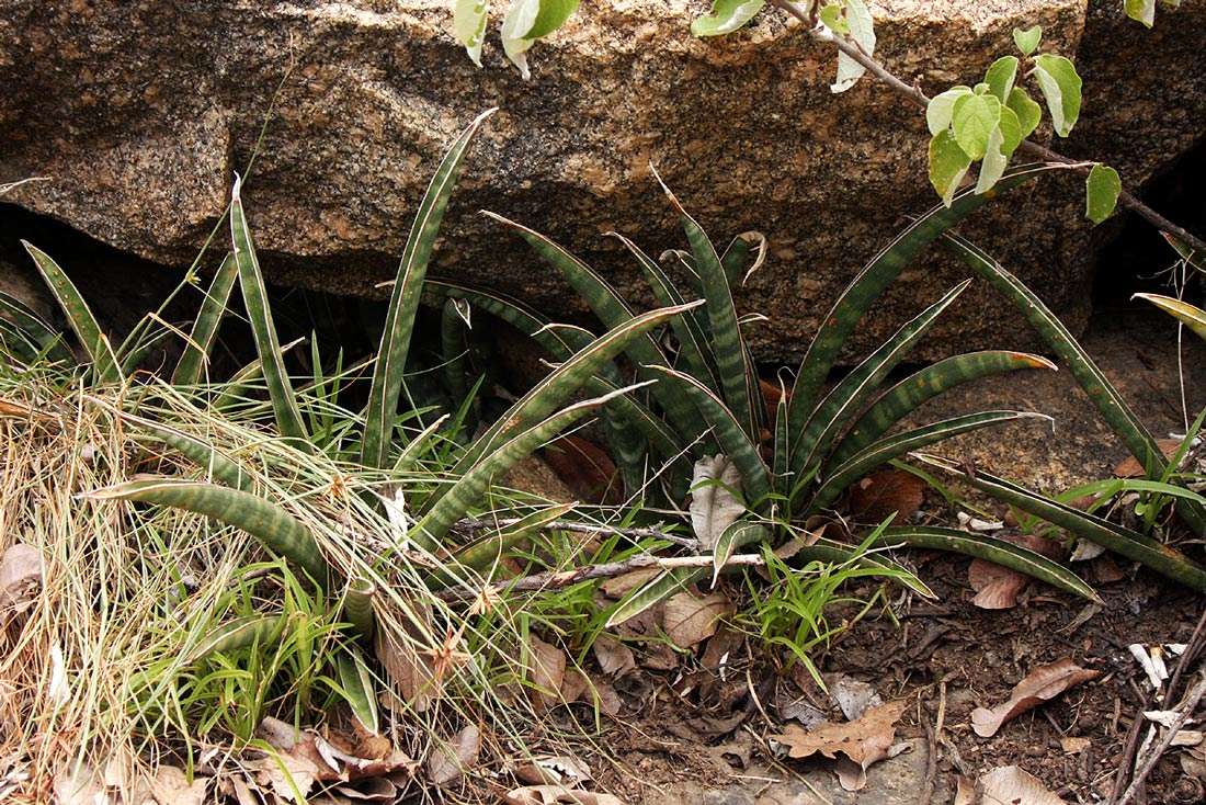 Image of Sansevieria aethiopica Thunb.