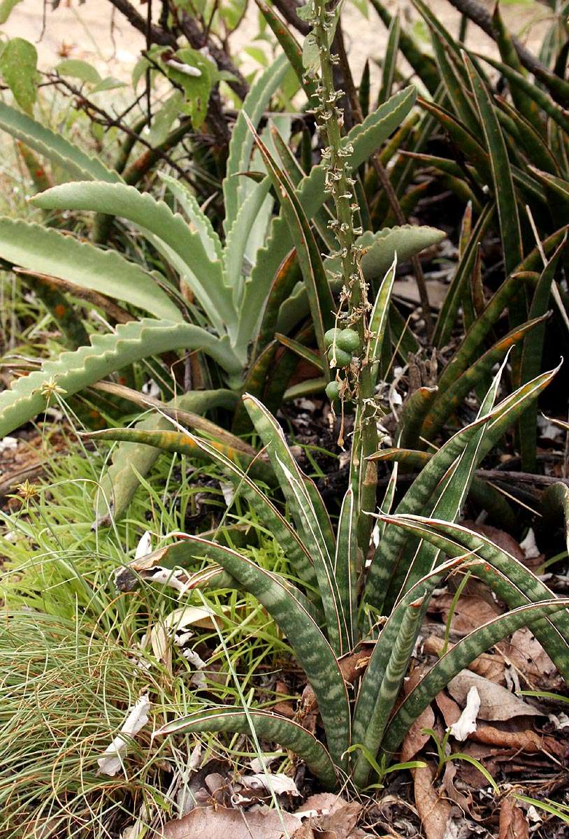 Image of Sansevieria aethiopica Thunb.