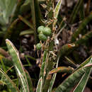 Image of Sansevieria aethiopica Thunb.