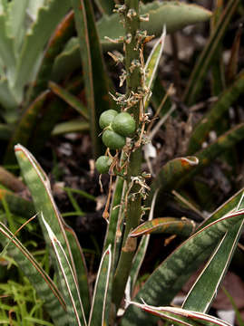 Image of Sansevieria aethiopica Thunb.