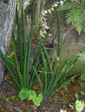 Image of Spiky mother-in-law's tongue