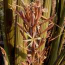 Image de Sansevieria pearsonii N. E. Br.