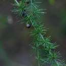 Image of Bush asparagus