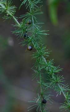 Sivun Asparagus africanus Lam. kuva