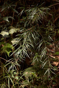 Image of Large forest asparagus