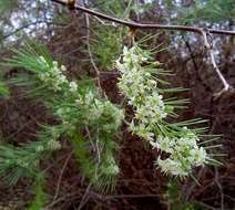 Image of Cluster-leaf asparagus