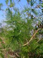 Image of Cluster-leaf asparagus