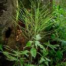 Image of Broom asparagus