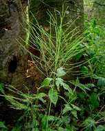 Image of Broom asparagus