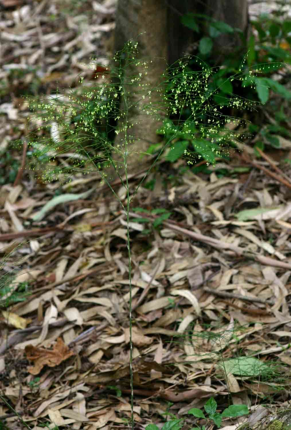 Image of Broom asparagus