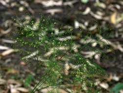 Image of Broom asparagus