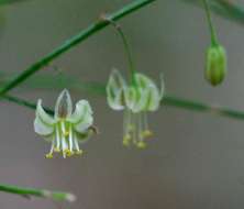 Image of Broom asparagus