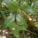 Image de Behnia reticulata (Thunb.) Didr.