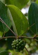 Image of Smilax