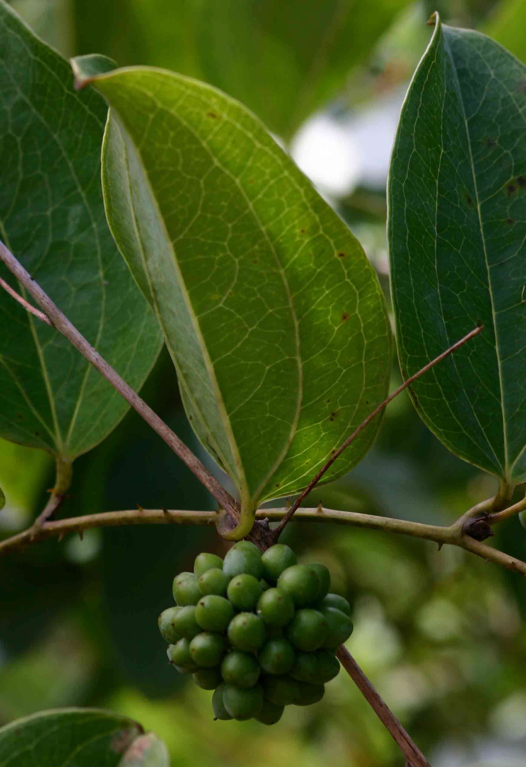 Smilax anceps Willd. resmi