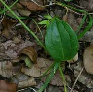 Smilax anceps Willd. resmi